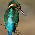 Kingfisher1