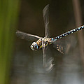 Migrant Hawker dragonfly in flight