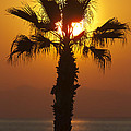 Palm tree at sunset