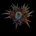 Sea Holly No.1