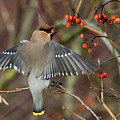 Bohemian Waxwing, Bombycilla garrulus