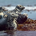 Grey Seals, Farne Islands, UK.