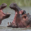Hippopotamus amphibius, an adult with a juvenile