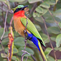 Red-throated Bee-eater, Merops bulocki
